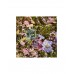 Туалетная вода Banderas Queen Of Seduction Lively Muse